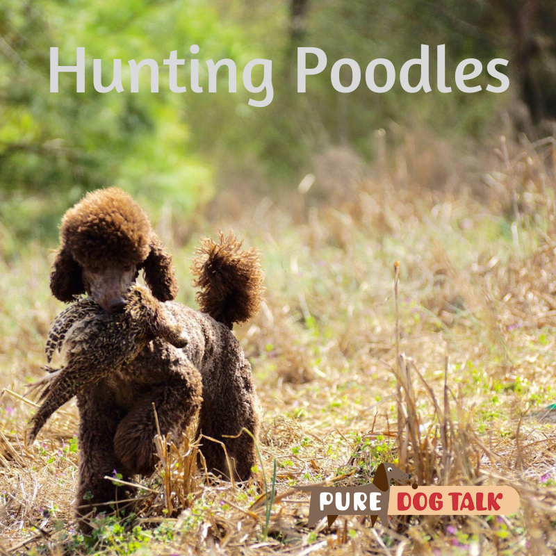 are standard poodles hunters