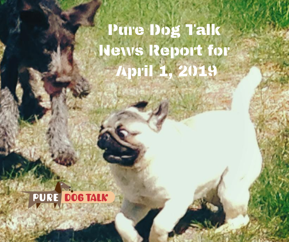 Pure Dog Talk News Report for April 1, 2019 (1)