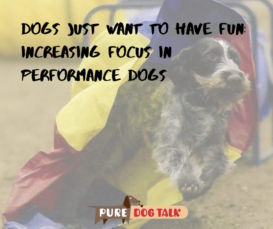 Dogs Just Want to Have Fun_ Increasing Focus in Performance Dogs (1)