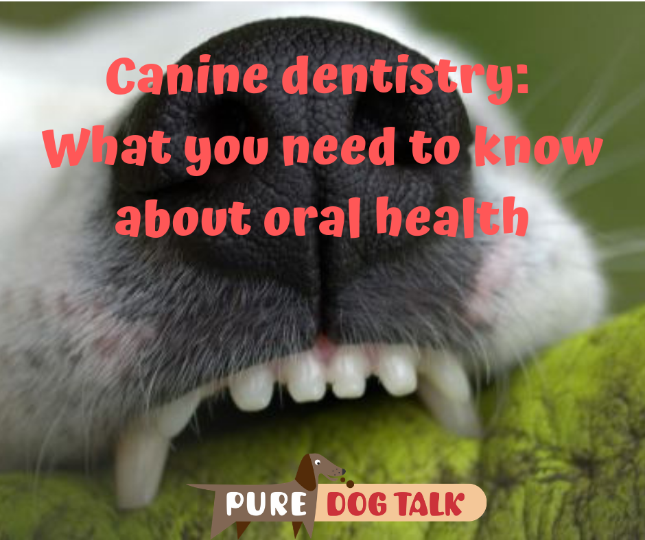 Canine dentistry_ What you need to know about oral health