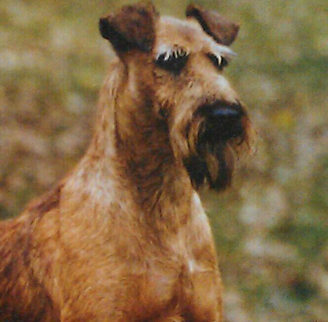 Native irish sales dog breeds