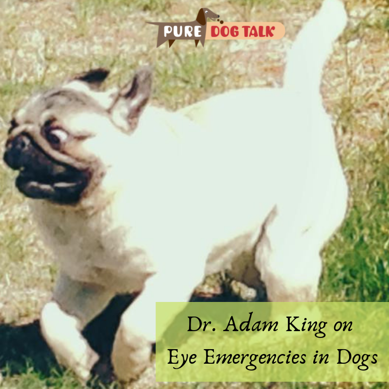 Eye dr best sale for dogs