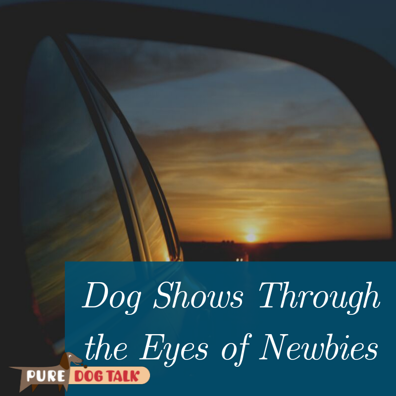 Dog Shows Through the Eyes of Newbies