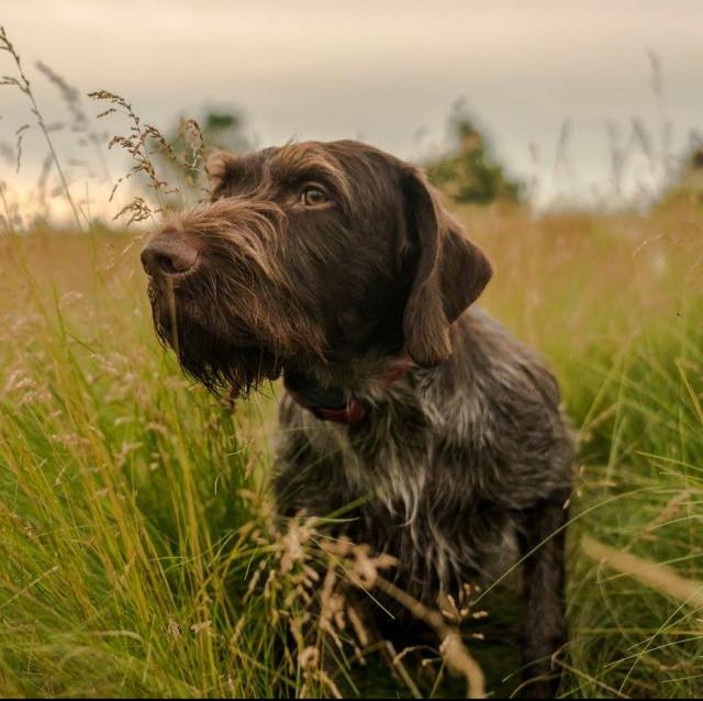 The Uber Dog Needs a Job German Wirehaired Pointer Pure Dog Talk