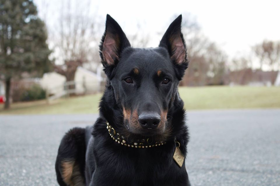 beauceron breeders