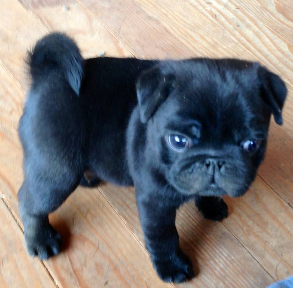 371 Pugs Mischievous and Charming Companions CAN Work Pure Dog Talk