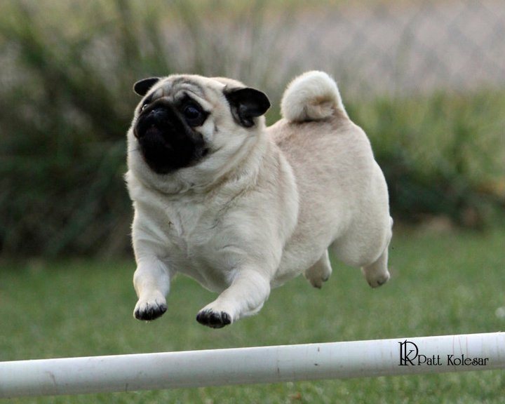 371 – Pugs: Mischievous and Charming Companions CAN Work - Pure