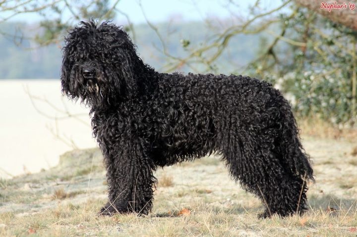 Barbet best sale poodle mix