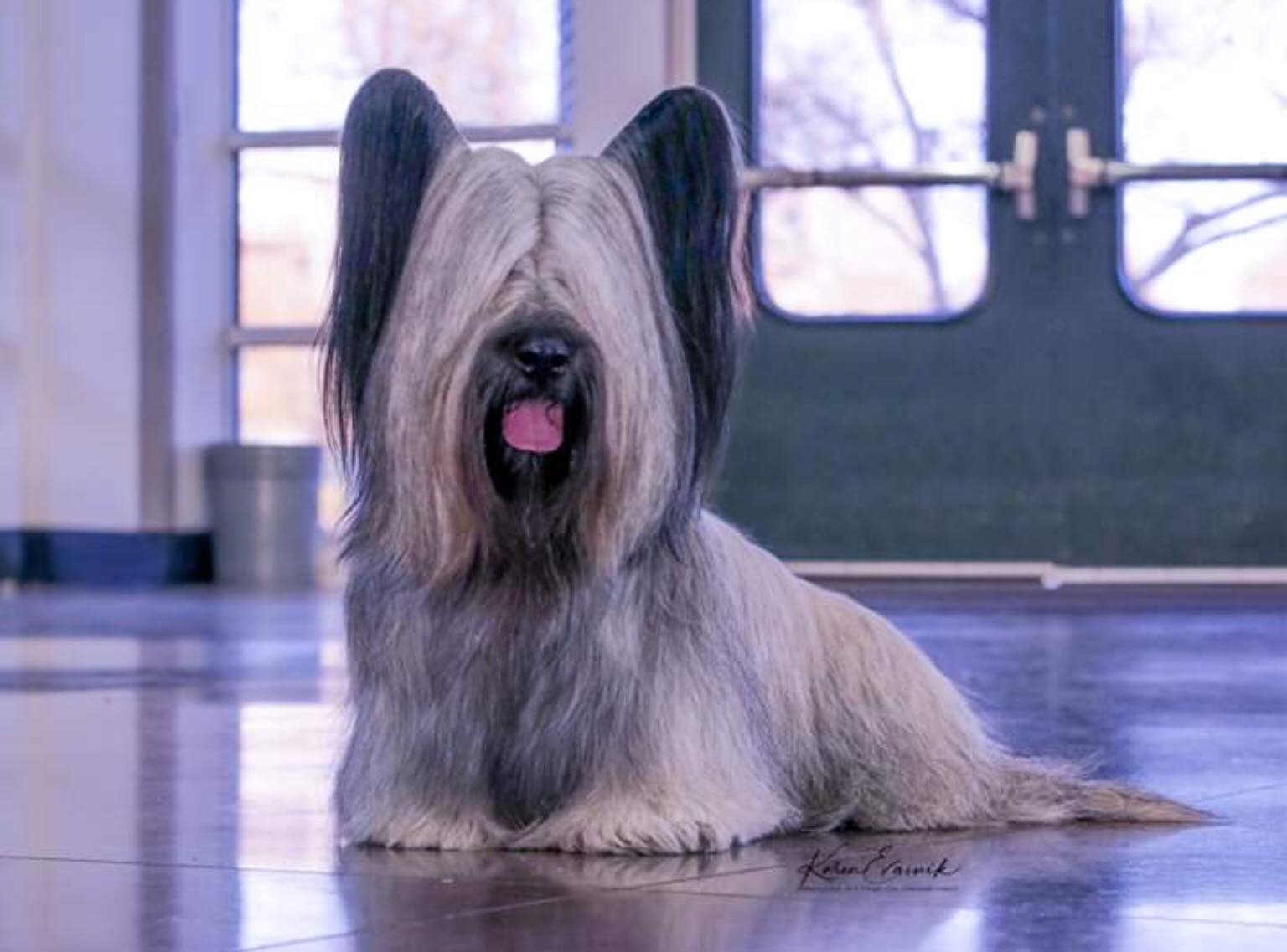 382 – Skye Terriers: Hardy, Devoted Breed of the Scottish Isles | Pure