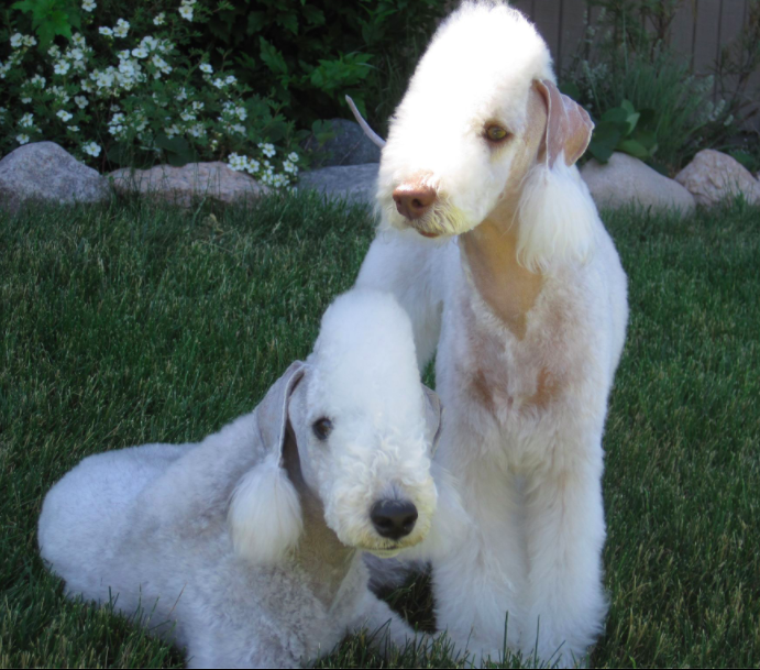 385 Bedlington Terrier Head of a lamb and the heart of a lion