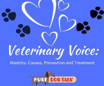 how do you treat a dog with mastitis