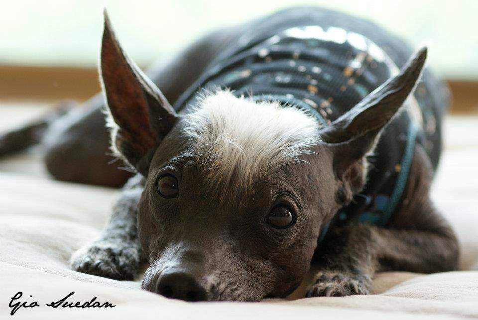 are xoloitzcuintli rare