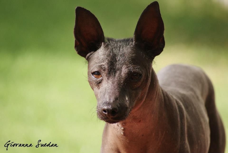 404 The Athletic, Wicked Smart, Primitive Xoloitzcuintli Pure Dog Talk