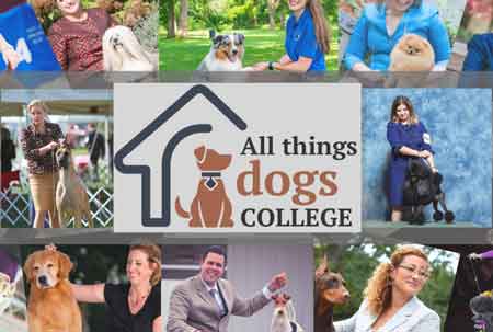 All Things Dogs College