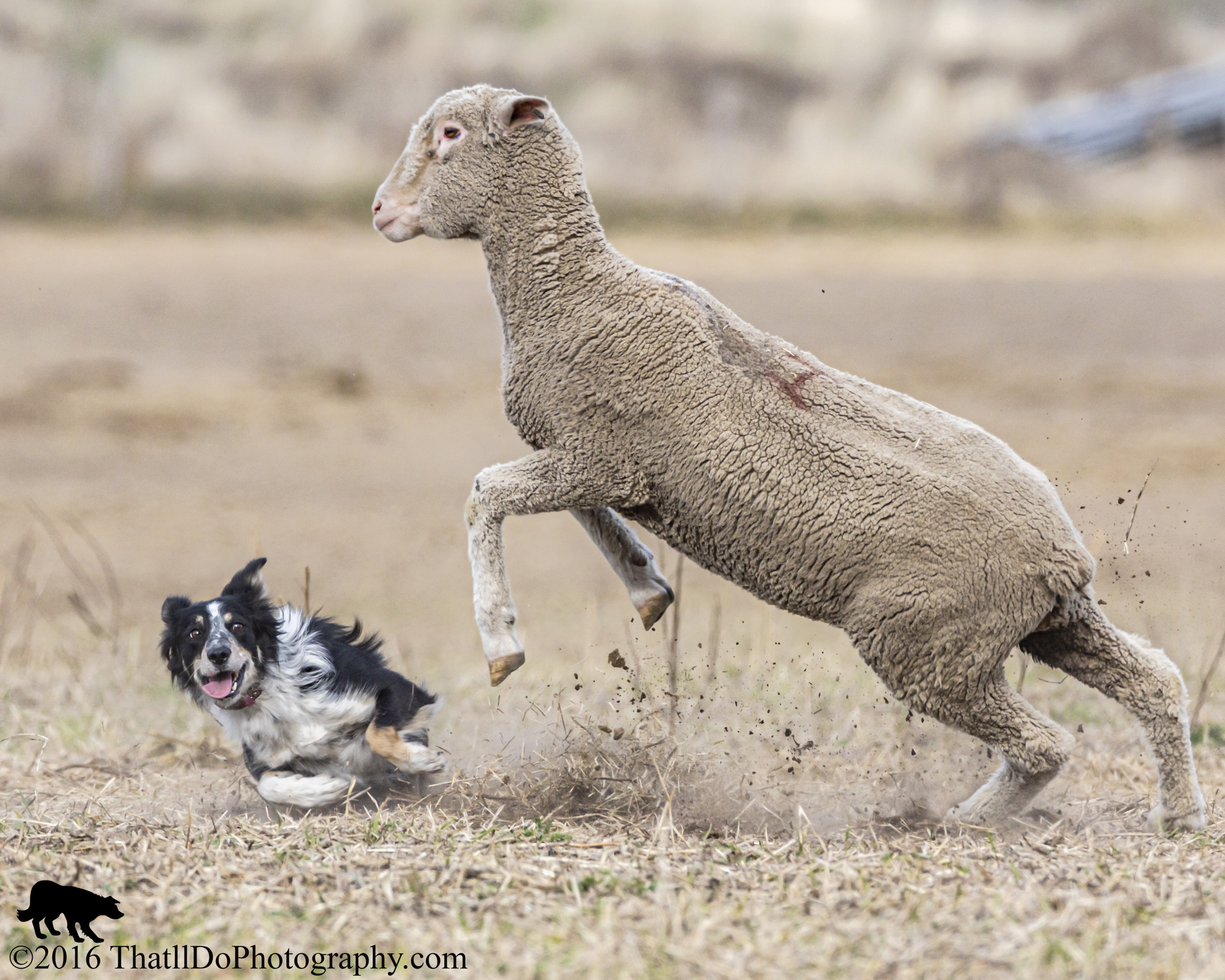 407 Canine Action Photography Tips Tools and Rules Pure Dog Talk