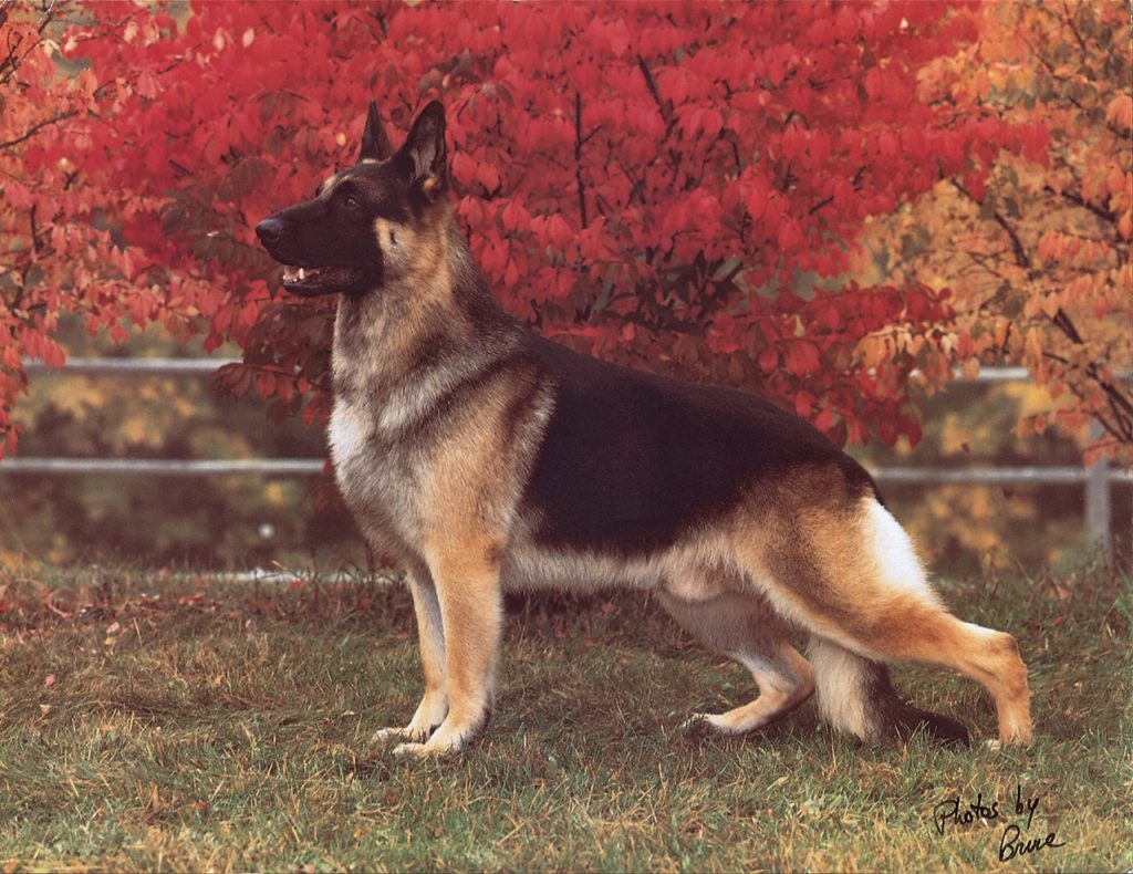 Talking german hot sale shepherd bacon