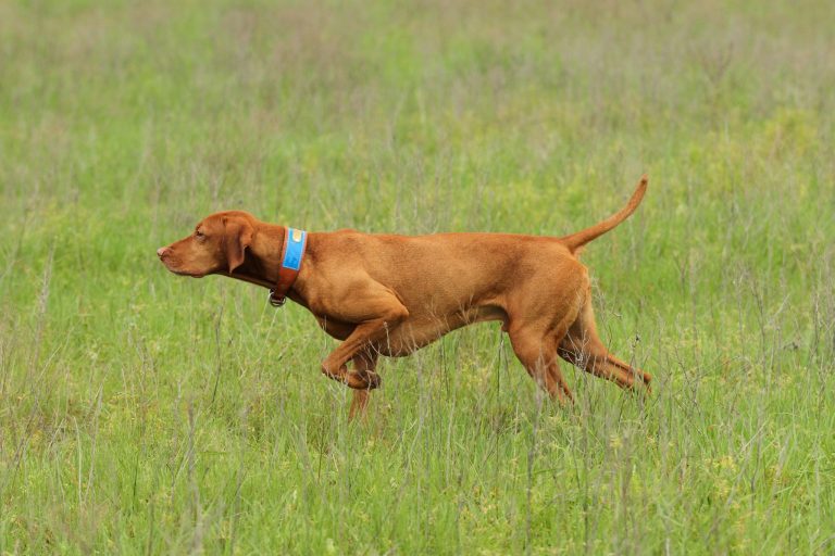 428 - The Versatile, Velcro Vizsla: Hunting Dog of the Magyar - Pure ...