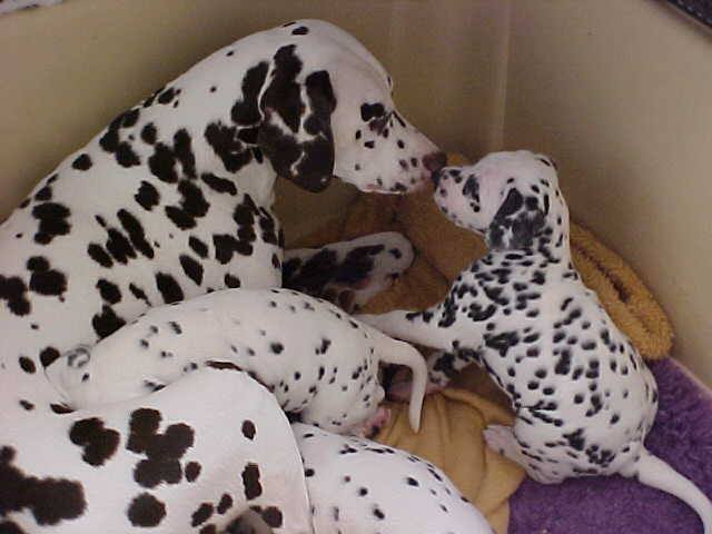 A litter of puppies