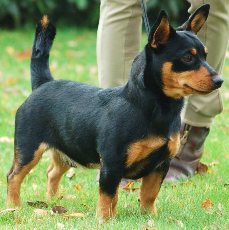 are lancashire heelers good dogs