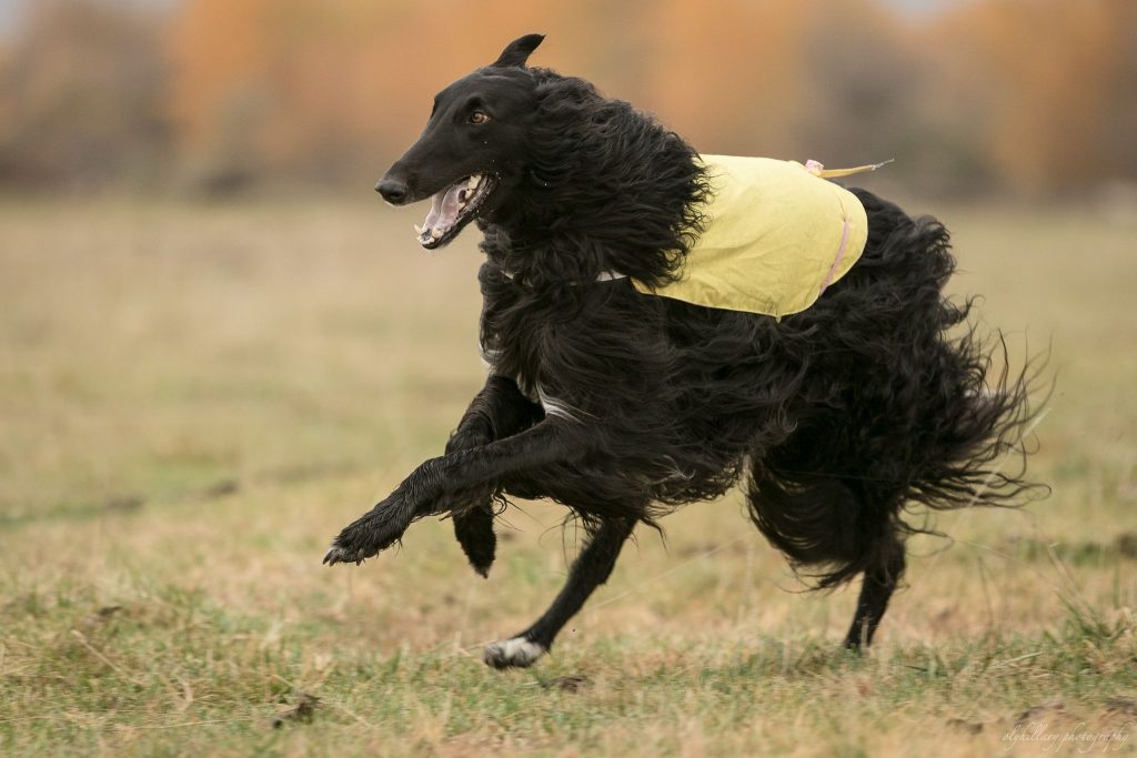 466 Borzoi Epitome of Elegant yet Powerful Hound Pure Dog Talk