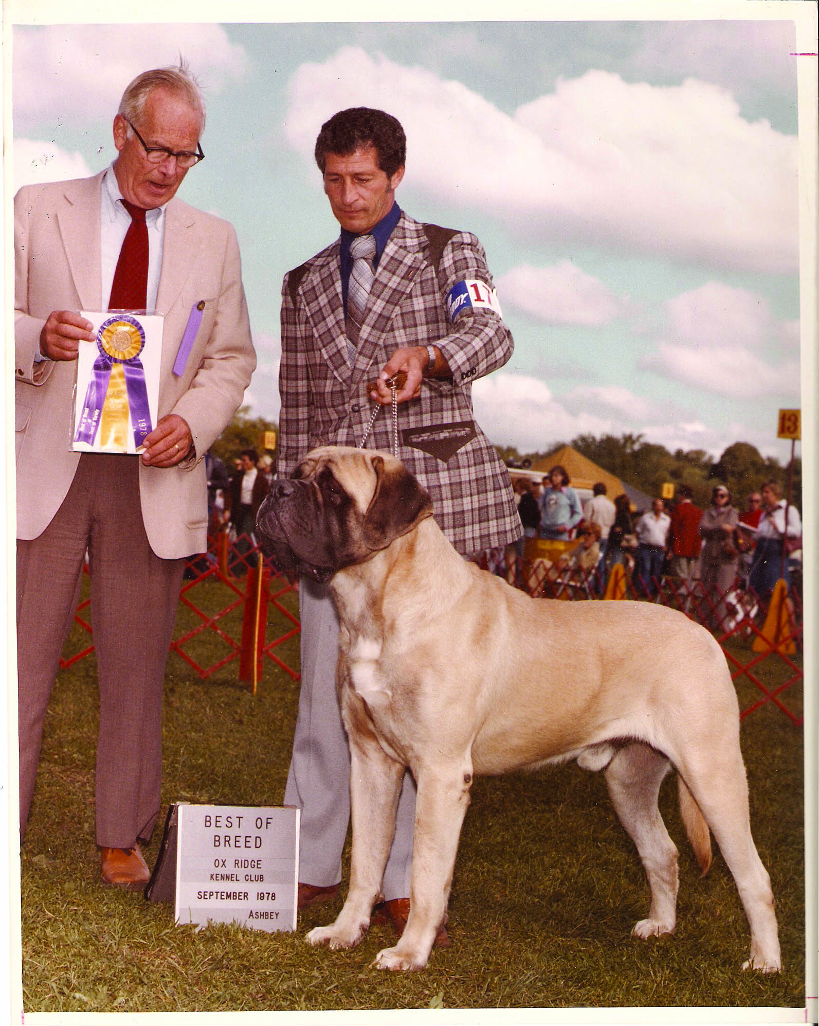 470 Molosser Breeds Evoke Old World Characteristics Pure Dog Talk