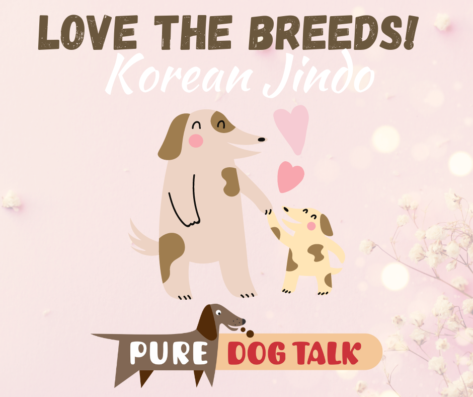 Love the Breeds! Korean Jindo