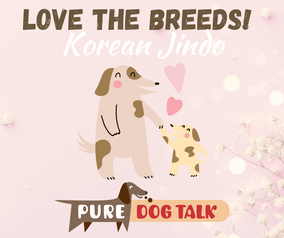 are korean jindos good guard dogs