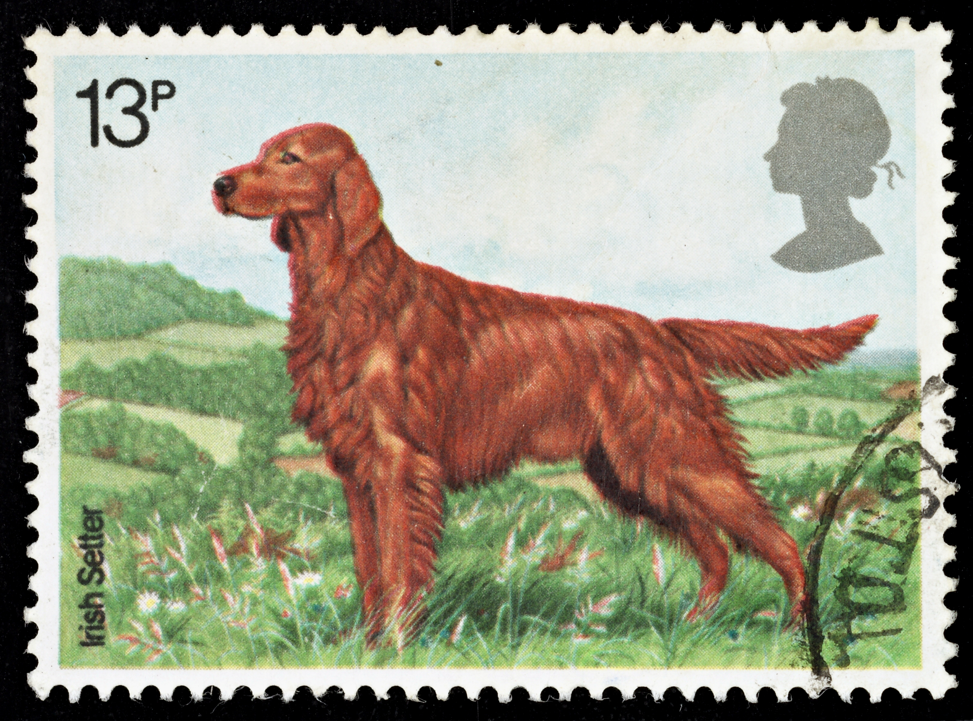 are irish setter the most intelligent dogs