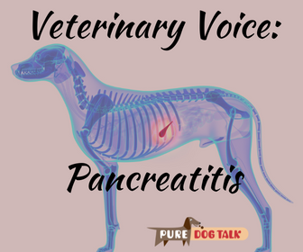 can vaccines cause pancreatitis in dogs