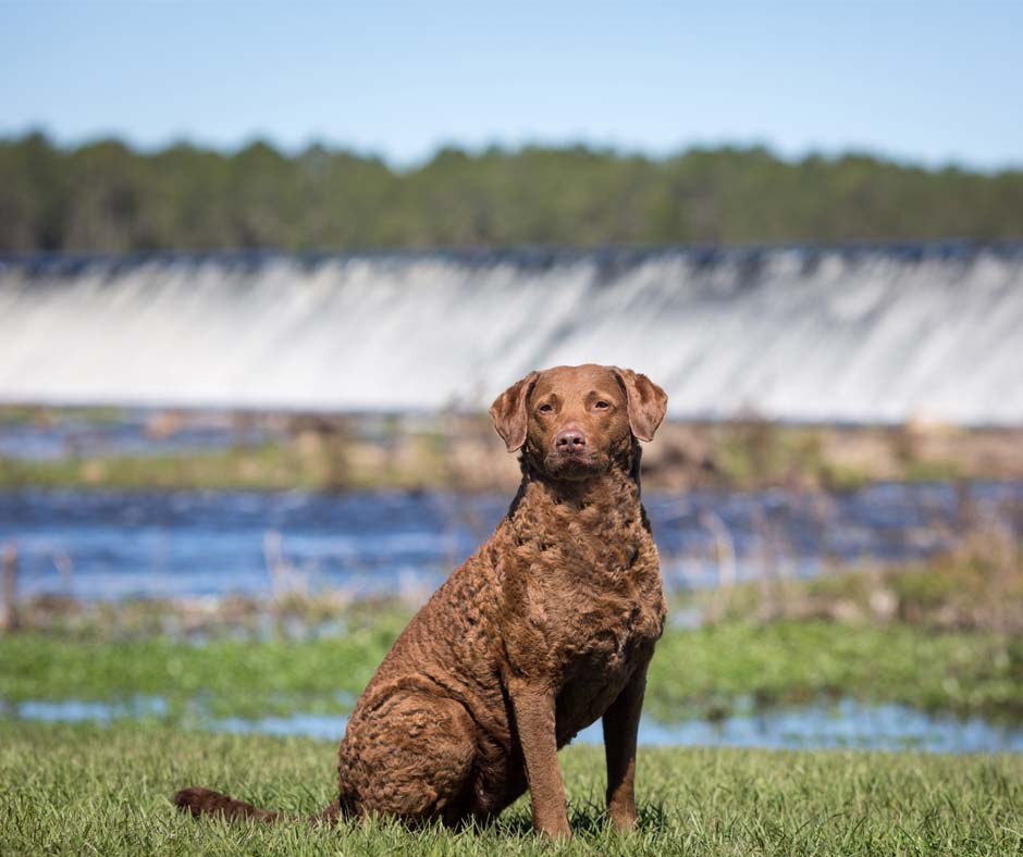 Chesapeake bay deals retriever akc