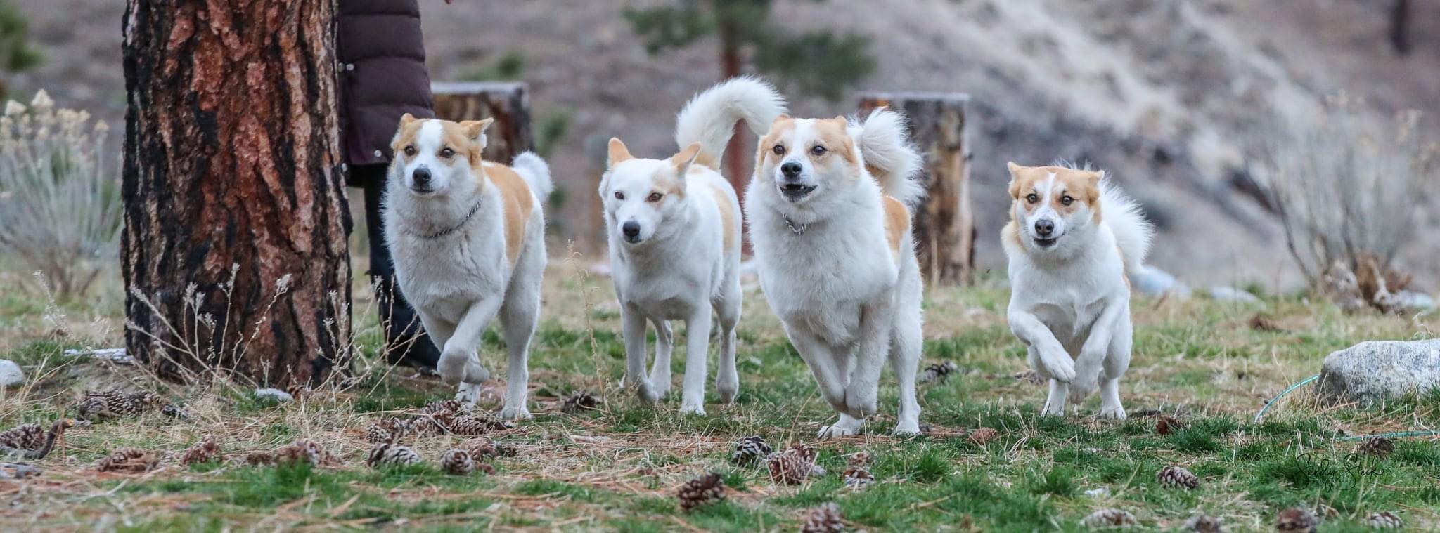 Busty Pamela acts like a good dog for her three mistresses