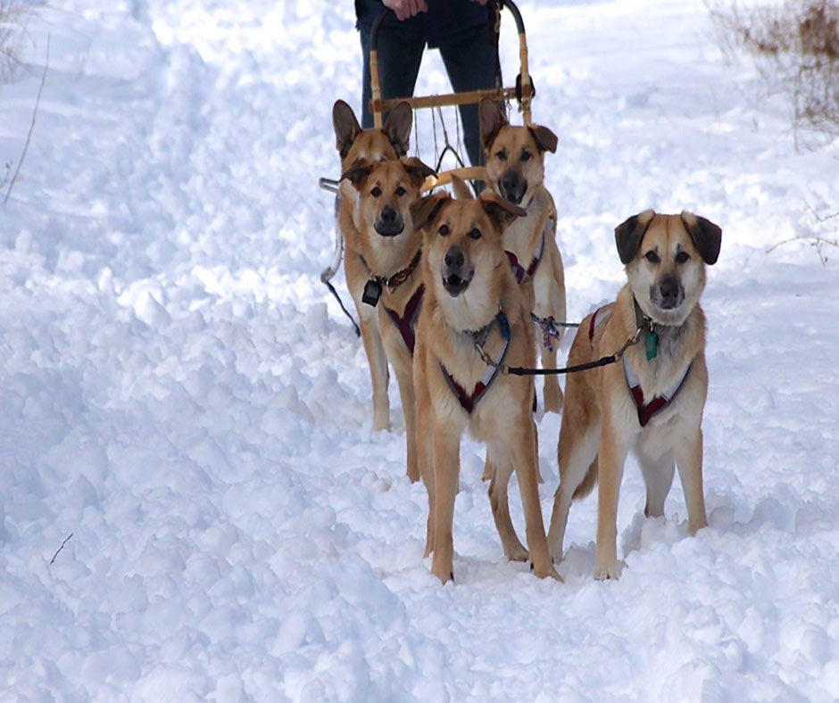 Chinook - The Gentleman’s Carriage Horse of Sled Dogs