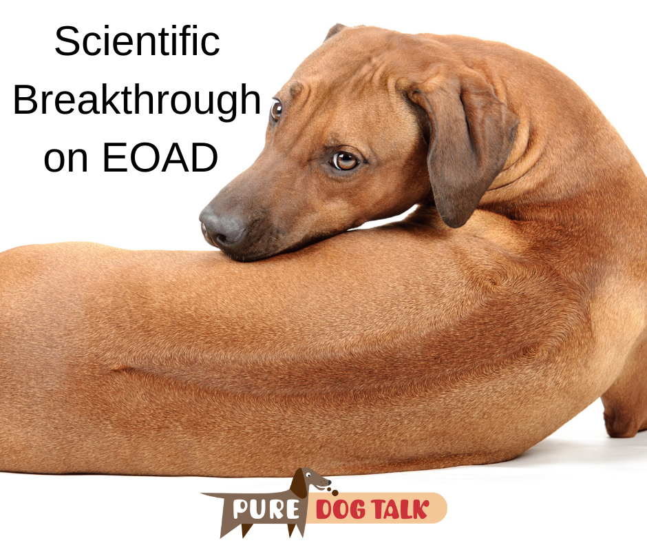 522 EOAD Gene Identified in Rhodesian Ridgebacks Pure Dog Talk