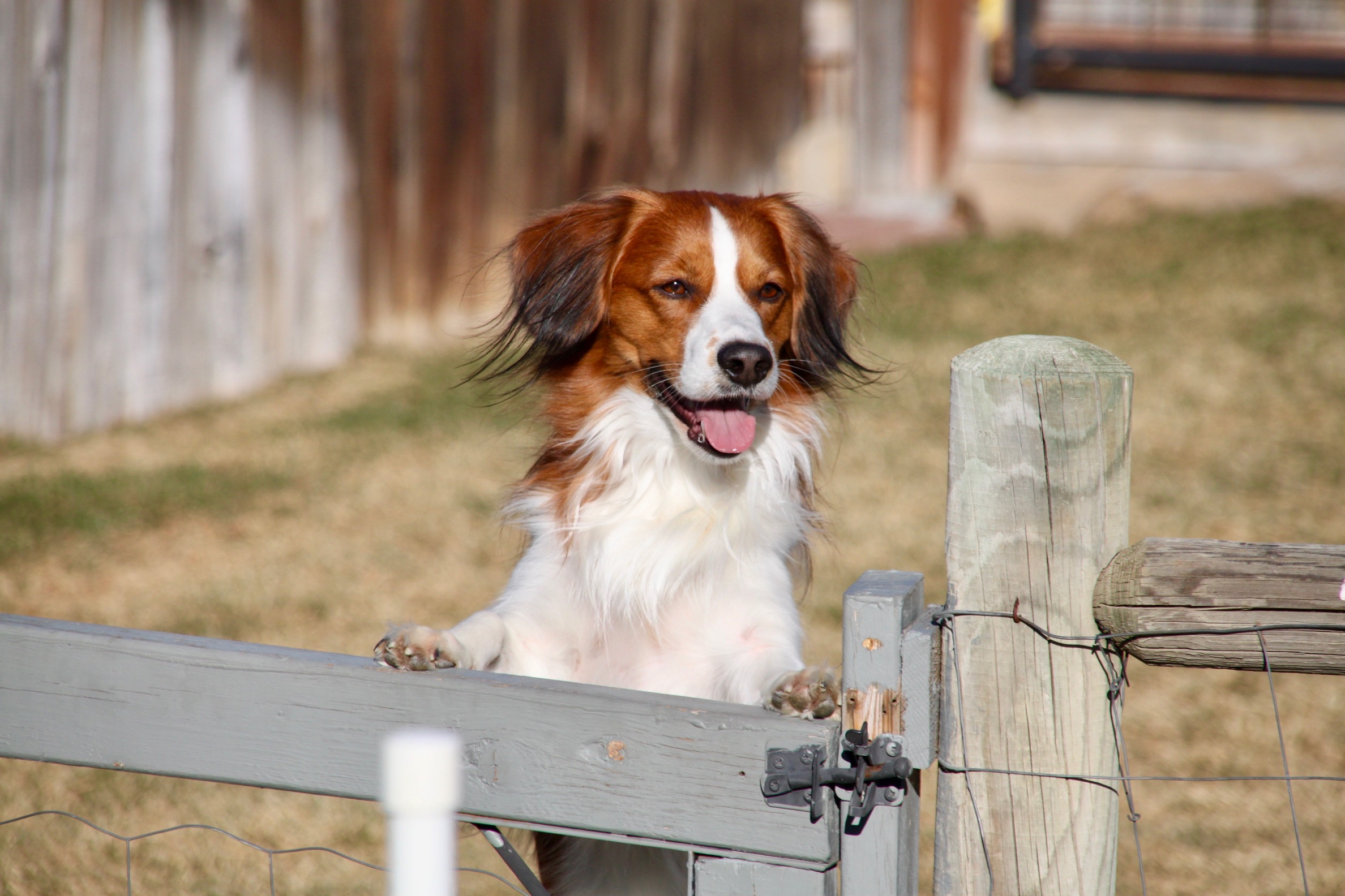 Nederland kooikerhondje best sale