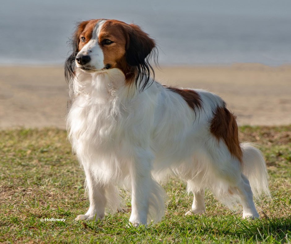 Nederland kooikerhondje sale