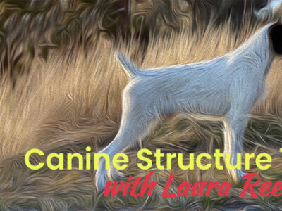 Canine Structure 101
