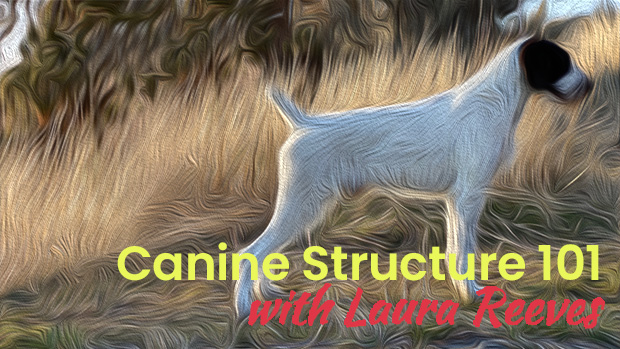 Canine Structure 101