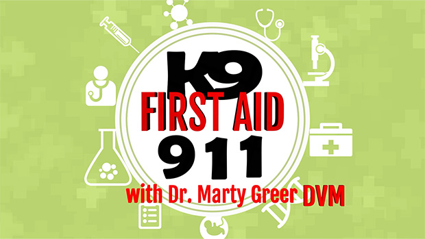 k9 first aid