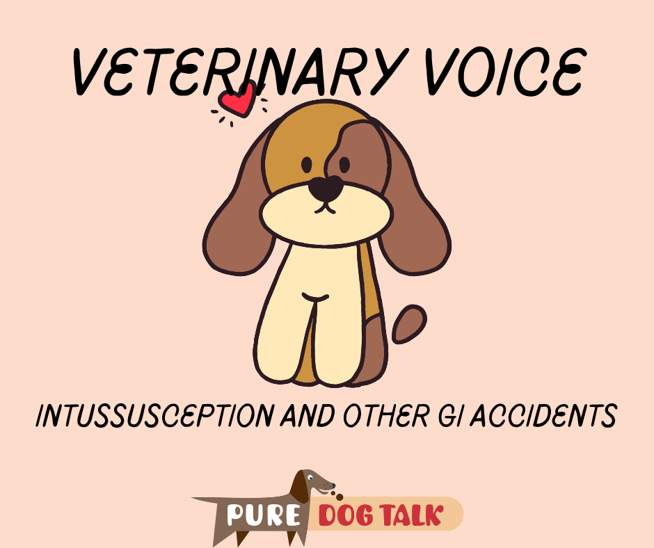 Veterinary Voice (1)