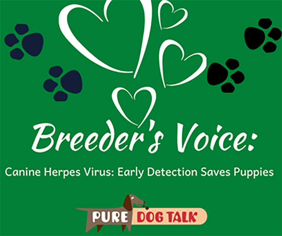 547 – Canine Herpes Virus: Early Detection Saves Puppies