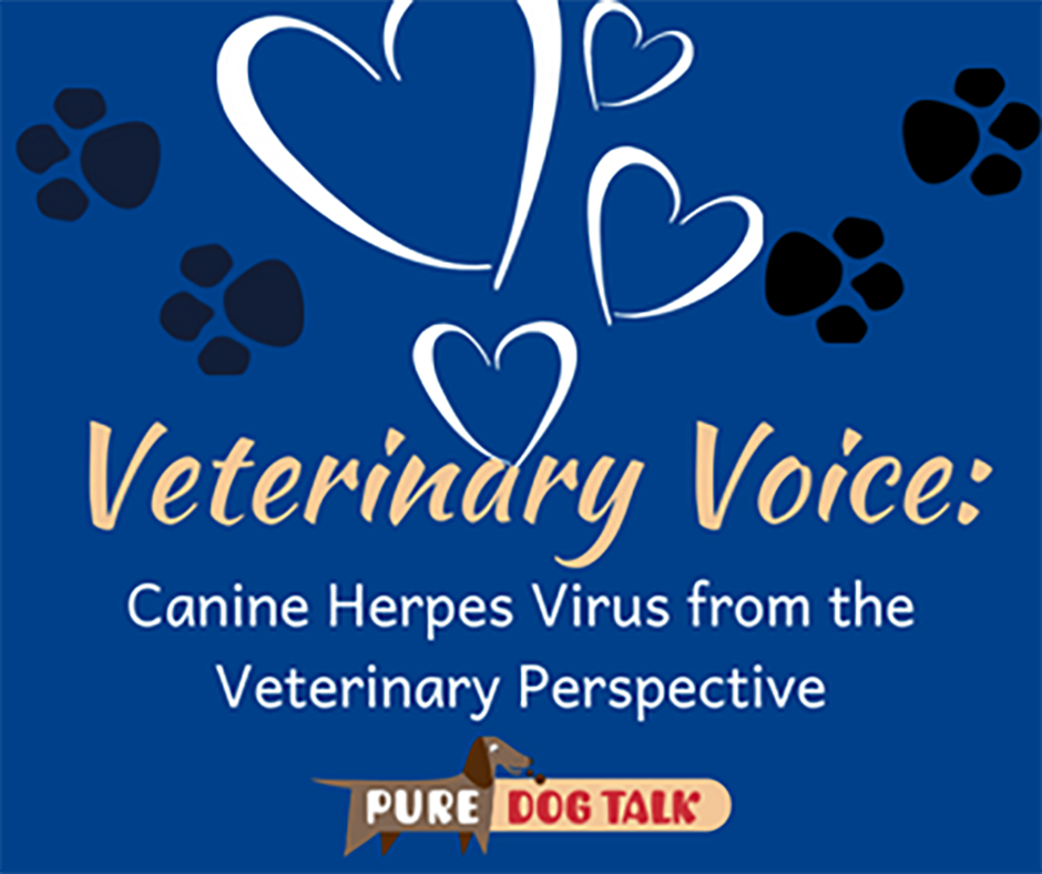 548 – Canine Herpes Virus from the Veterinary Perspective