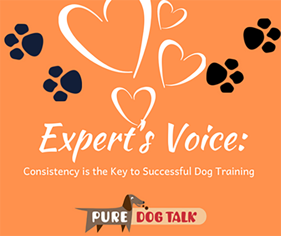 Veterinary-Voice-Consistency is the Key to Successful Dog Training