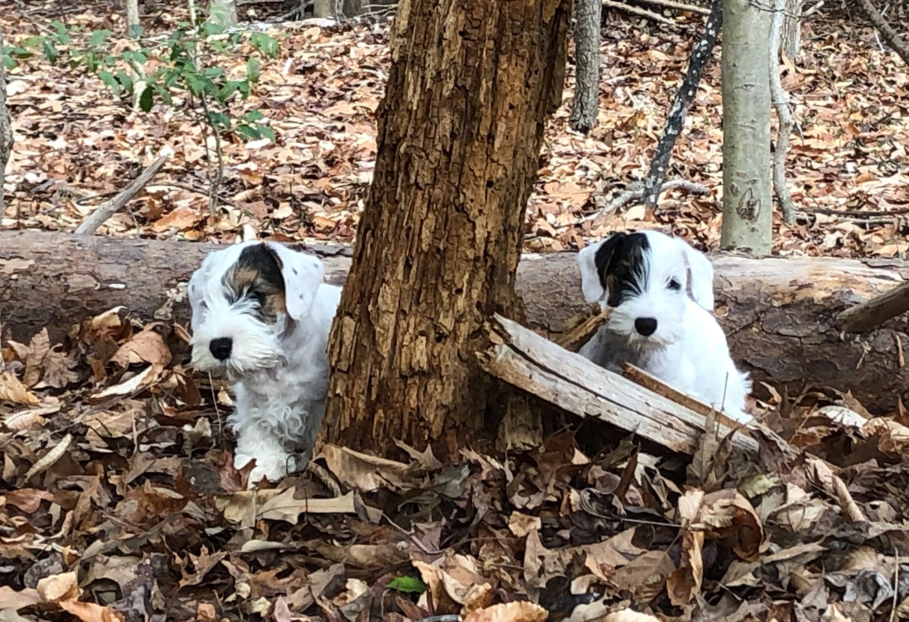 how many nipples does a kooikerhondje have