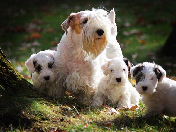 Sealyham clearance terrier kennel