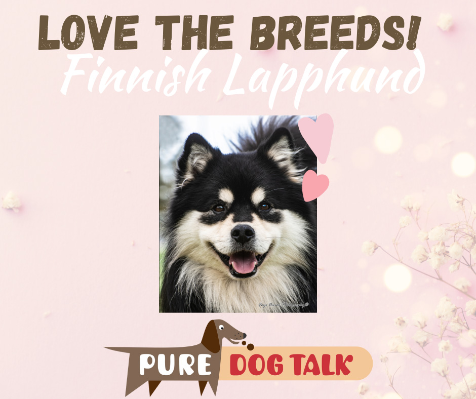 where are finnish lapphunds bred