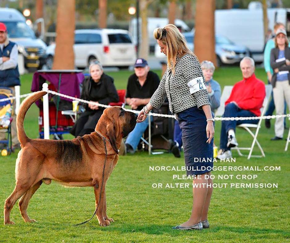 Bloodhound Mantrailing and Canine Health