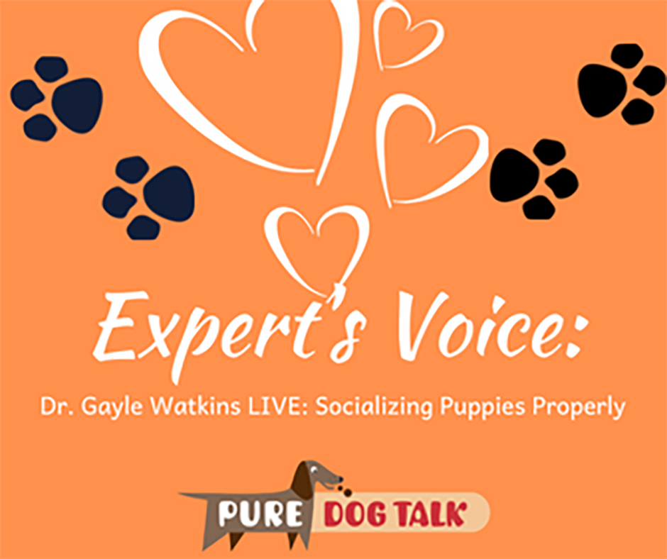 555 – Dr. Gayle Watkins LIVE: Socializing Puppies Properly