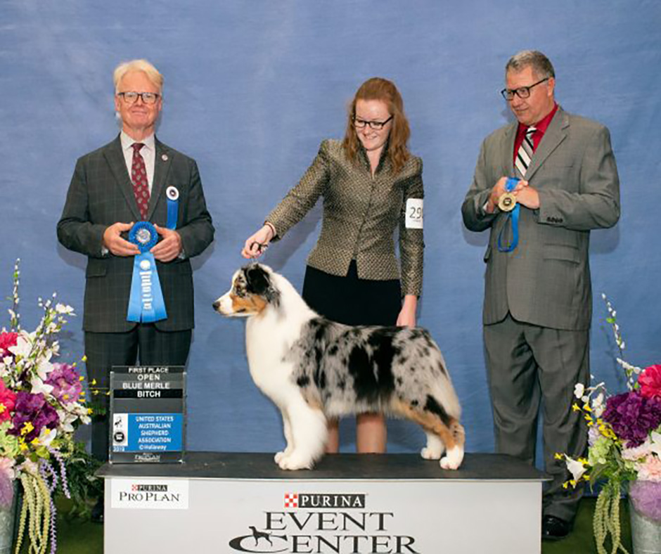 Australian Shepherd_