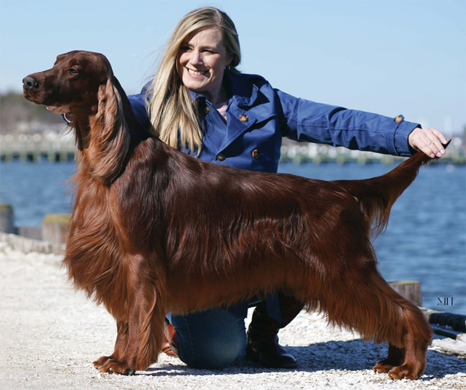 Best dog food for hotsell irish setters