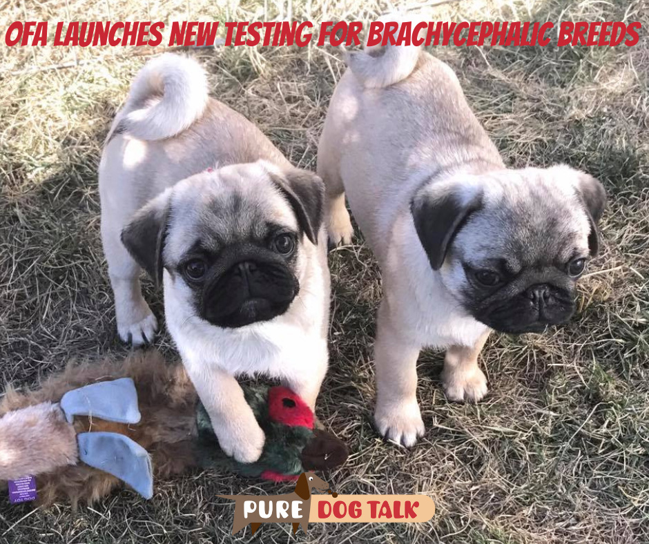 569 – OFA Launches New Testing for Brachycephalic Breeds